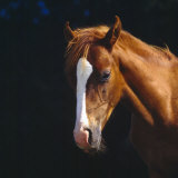 Chestnut Horse with White Blaze, Head Portrait