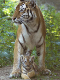 Siberian Tiger Mother with Young Cub Resting Between Her Legs