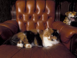 Black, White and Cream Mackerel Tabby Persian Cat Resting in Armchair