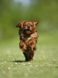 Buy Cavalier King Charles Spaniel, Ruby, 10 Month, Running Fast in Garden at AllPosters.com