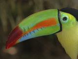 Keel Billed Toucan, Costa Rica