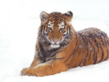 Siberian Tiger in Snow