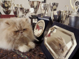 Persian Cream Cat Surounded by Trophies