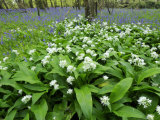 Wild Garlic Ramsons Among Bluebells in Spring Woodland, Lanhydrock, Cornwall, UK