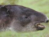 Baird's Tapir Portrait, Rara Avis, Costa Rica
