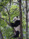 Giant Panda Climbing in a Tree Bifengxia Giant Panda Breeding and Conservation Center, China