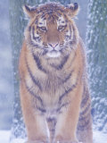 Siberian Tiger in Snow Storm