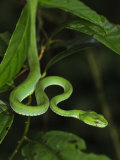 Pope's Pit Viper Danum Valley, Sabah, Borneo