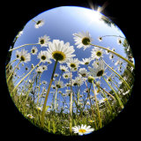 Oxeye Daisy Veiwed Through Fish-Eye Lens, Devon, UK, June 08