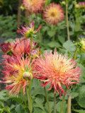 Dahlia Flowers, Mish Mash Variety Flowering in Summer, UK Premium Poster