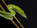Long Nosed Oriental Whip Snake Bako National Park, Sarawak, Borneo