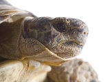 Buy Greek Spur Thighed Tortoise Head Portrait, Spain at AllPosters.com