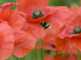 Bumble Bee Flying to Poppy Flower to Gather Pollen, Hertfordshire, England, UK