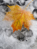 Field Maple Leaf Frozen in Ice, Cornwall, Uk. October Premium Poster
