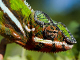 Panther Chameleon Showing Colour Change, Sambava, North-East Madagascar