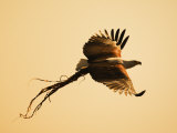 African Fish Eagle Carrying Nesting Material, Chobe National Park, Botswana May 2008