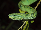 Temple Wagler's Pit Viper Bako National Park, Sarawak, Borneo
