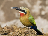 Whitefronted Bee-Eater on Elephant Dung, Chobe National Park, Botswana May 2008