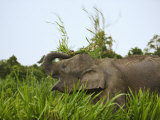 Bornean Pygmy Elephant Threshing Food, Sukau, Sabah, Borneo