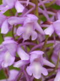 Fragrant Orchid Flower Cotswolds, UK