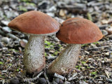 Orange Oak Bolete Fungus, Belgium