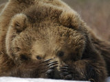 Brown Bear Resting in the Spring Sunshine, Kronotsky Zapovednik, Kamchatka, Far East Russia