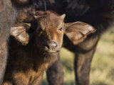 African Buffalo Calf, Chobe National Park, Botswana May 2008