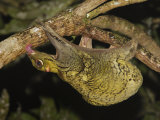 Malayan Colugo Hanging Upside-Down in Tree Feeding on Algae at Night, Danum Valley, Sabah, Borneo
