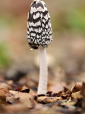 Magpie Fungus in Beech Wood, Cornwall, UK