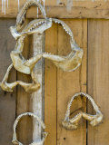 Dried Shark Jaws and Teeth, Illegal Trade, Morondava, Madagascar