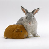 Red Guinea Pig with Silver Fox Rabbit