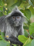 Silvered Langur in Tree, Bako National Park, Sarawak, Borneo