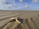 Common Starfish Washed Up on Beach, Norfolk, UK, November 2008 Premium Poster
