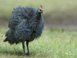 Helmeted Guineafowl Portrait with Feather Fluffed Up, Tanzania