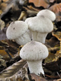 Common Gem-Studded Puffball Among Fallen Beech Leaves, Belgium