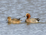 Wigeon Male and Female on Water, Norfolk, UK Premium Poster