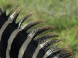 Common Zebra Close-Up of Mane Detail, Tanzania