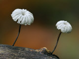 Pinwheel Mushroom Collared Parachute Fungus(Marasmius Rotula), Belgium