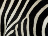 Common Zebra Close-Up Showing Stripes, Tanzania