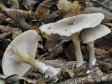 Clouded Funnel Agaric Fungus Amongst Fallen Beech Leaves, Belgium