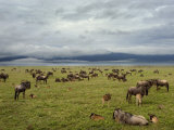 Wildebeest Herd with Calves, Ngorongoro Crater, Tanzania