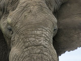 African Elephant Close-Up of Face, Tanzania