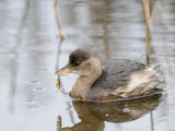 Little Grebe Feeding on Three Spined Stickleback in Brackish Tidal Creek, Norfolk, UK, December Premium Poster