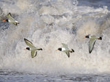 Oystercatchers in Flight over Breaking Surf, Norfolk, UK, December Premium Poster