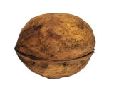 Common Walnut, Native to Southern Europe and Asia