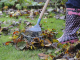 Gardener Raking Fallen Leaves with Lawn Rake, UK, November 2008 Premium Poster