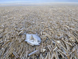 Mass of Pod Razorshells and a Ray's Bream Washed Up on Beach, North Norfolk, UK, December 2008 Premium Poster
