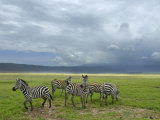 Common Zebra Group, Ngorongoro Crater, Tanzania