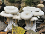 Chicken Run Funnel Agaric Fungus Among Autumn Leaves, Belgium