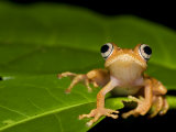 Buy Frog on Leaf, Madagascar at AllPosters.com
